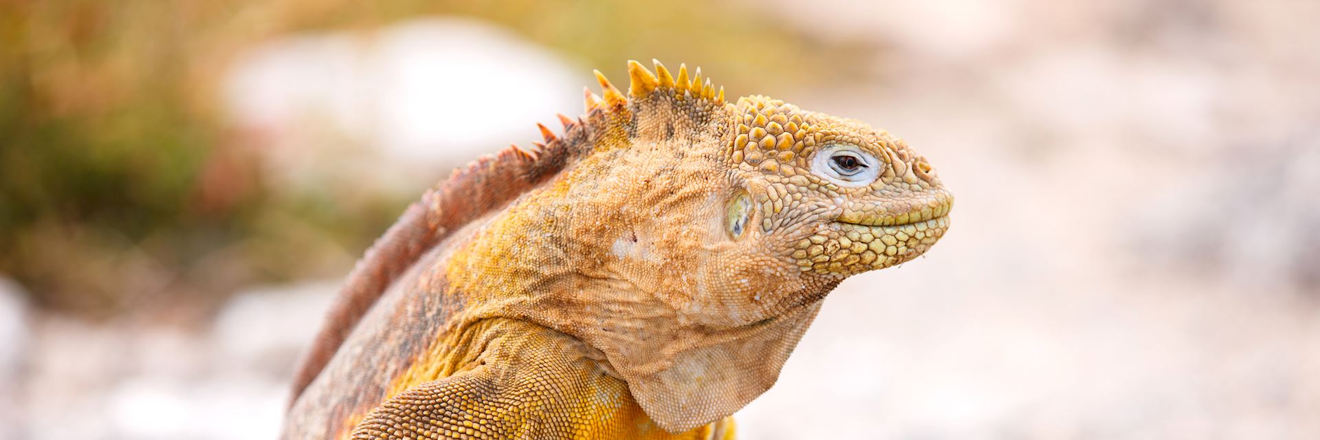 Land iguana, Galapagos Islands